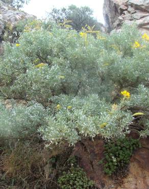 Fotografia 2 da espécie Adenocarpus argyrophyllus no Jardim Botânico UTAD