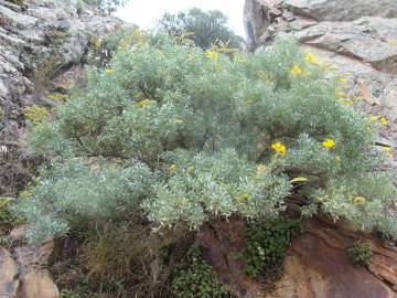 Fotografia da espécie Adenocarpus argyrophyllus