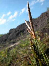 Fotografia da espécie Carex binervis