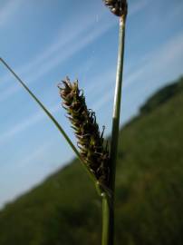 Fotografia da espécie Carex binervis