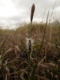 Fotografia da espécie Carex binervis