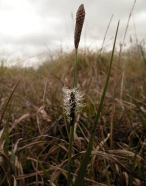 Fotografia 5 da espécie Carex binervis no Jardim Botânico UTAD