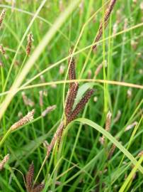 Fotografia da espécie Carex acuta