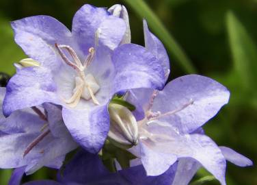 Fotografia da espécie Campanula persicifolia