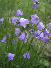 Fotografia da espécie Campanula persicifolia