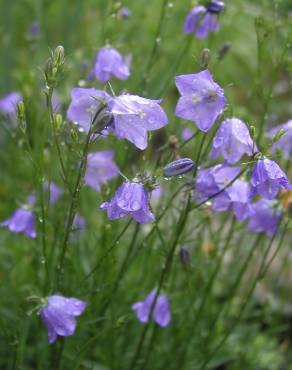 Fotografia 5 da espécie Campanula persicifolia no Jardim Botânico UTAD