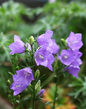 Fotografia 6 da espécie Campanula persicifolia no Jardim Botânico UTAD