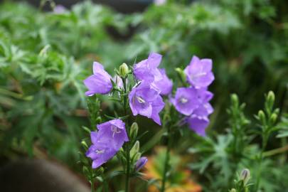 Fotografia da espécie Campanula persicifolia