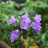 Fotografia 6 da espécie Campanula persicifolia do Jardim Botânico UTAD