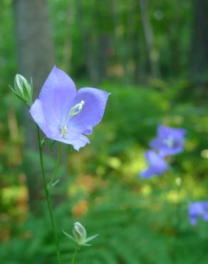 Fotografia 7 da espécie Campanula persicifolia no Jardim Botânico UTAD