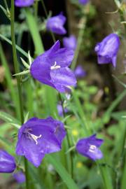 Fotografia da espécie Campanula persicifolia