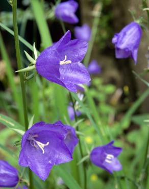 Fotografia 8 da espécie Campanula persicifolia no Jardim Botânico UTAD