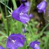 Fotografia 8 da espécie Campanula persicifolia do Jardim Botânico UTAD