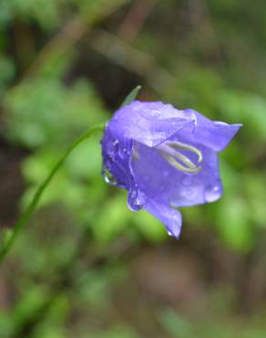 Fotografia 9 da espécie Campanula persicifolia no Jardim Botânico UTAD