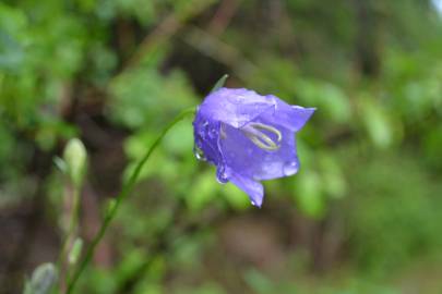 Fotografia da espécie Campanula persicifolia