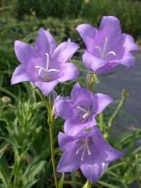 Fotografia da espécie Campanula persicifolia