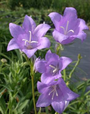 Fotografia 10 da espécie Campanula persicifolia no Jardim Botânico UTAD