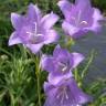 Fotografia 10 da espécie Campanula persicifolia do Jardim Botânico UTAD