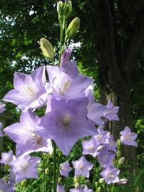 Fotografia da espécie Campanula persicifolia