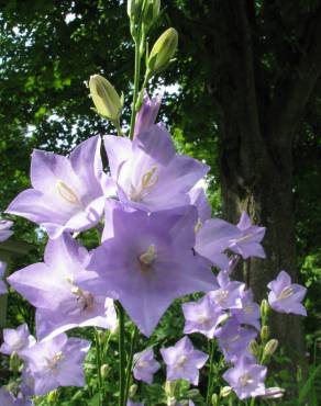 Fotografia 11 da espécie Campanula persicifolia no Jardim Botânico UTAD