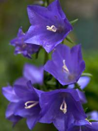 Fotografia da espécie Campanula persicifolia