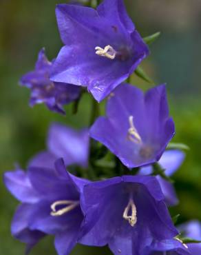 Fotografia 12 da espécie Campanula persicifolia no Jardim Botânico UTAD