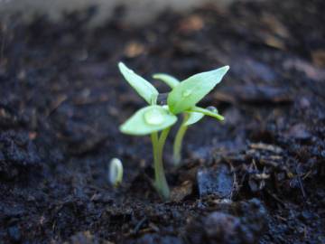 Fotografia da espécie Capsicum annuum