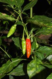 Fotografia da espécie Capsicum annuum