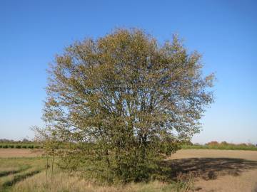 Fotografia da espécie Carpinus betulus