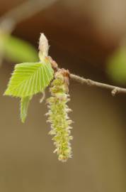 Fotografia da espécie Carpinus betulus