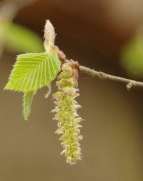 Fotografia 7 da espécie Carpinus betulus no Jardim Botânico UTAD