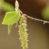 Fotografia 7 da espécie Carpinus betulus do Jardim Botânico UTAD