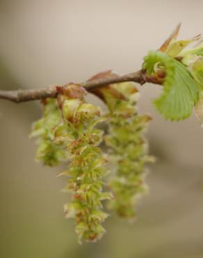 Fotografia 8 da espécie Carpinus betulus no Jardim Botânico UTAD