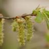 Fotografia 8 da espécie Carpinus betulus do Jardim Botânico UTAD