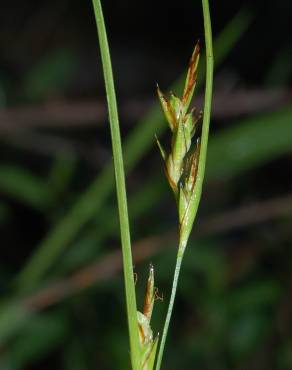 Fotografia 2 da espécie Carex distachya no Jardim Botânico UTAD