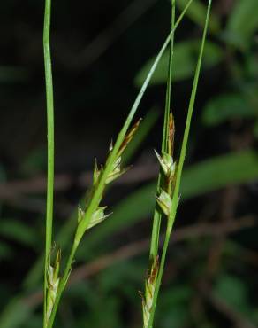 Fotografia 3 da espécie Carex distachya no Jardim Botânico UTAD