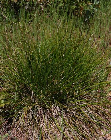 Fotografia de capa Carex distachya - do Jardim Botânico