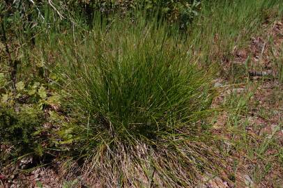 Fotografia da espécie Carex distachya