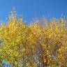 Fotografia 9 da espécie Carpinus betulus do Jardim Botânico UTAD