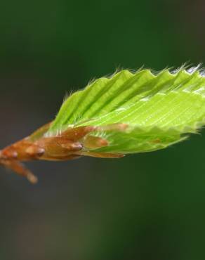 Fotografia 10 da espécie Carpinus betulus no Jardim Botânico UTAD