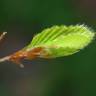 Fotografia 10 da espécie Carpinus betulus do Jardim Botânico UTAD