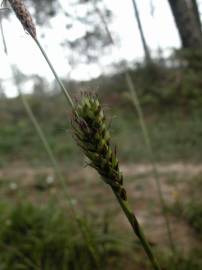 Fotografia da espécie Carex distans