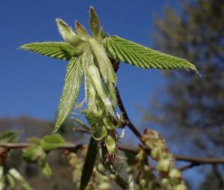 Fotografia da espécie Carpinus betulus