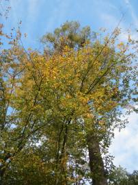 Fotografia da espécie Carpinus betulus