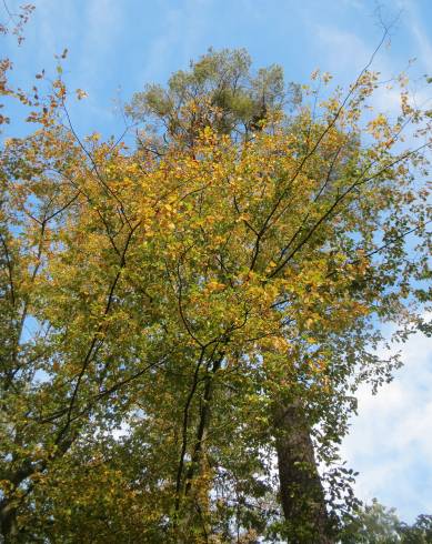 Fotografia de capa Carpinus betulus - do Jardim Botânico