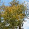 Fotografia 1 da espécie Carpinus betulus do Jardim Botânico UTAD