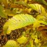 Fotografia 14 da espécie Carpinus betulus do Jardim Botânico UTAD