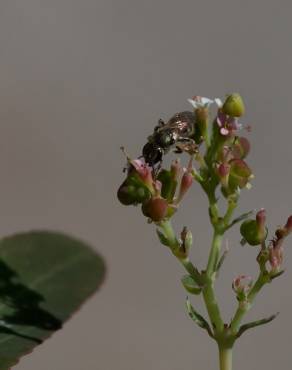 Fotografia 6 da espécie Chamaesyce nutans no Jardim Botânico UTAD