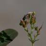 Fotografia 6 da espécie Chamaesyce nutans do Jardim Botânico UTAD
