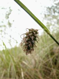 Fotografia da espécie Carex distans